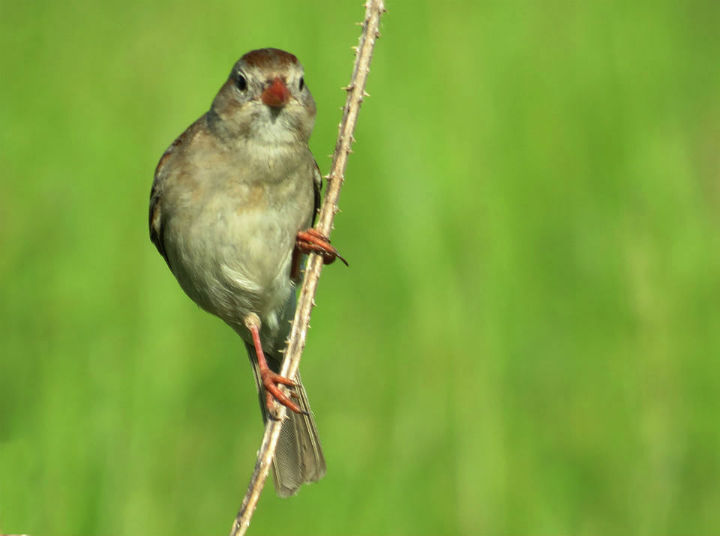 Field Sparrow